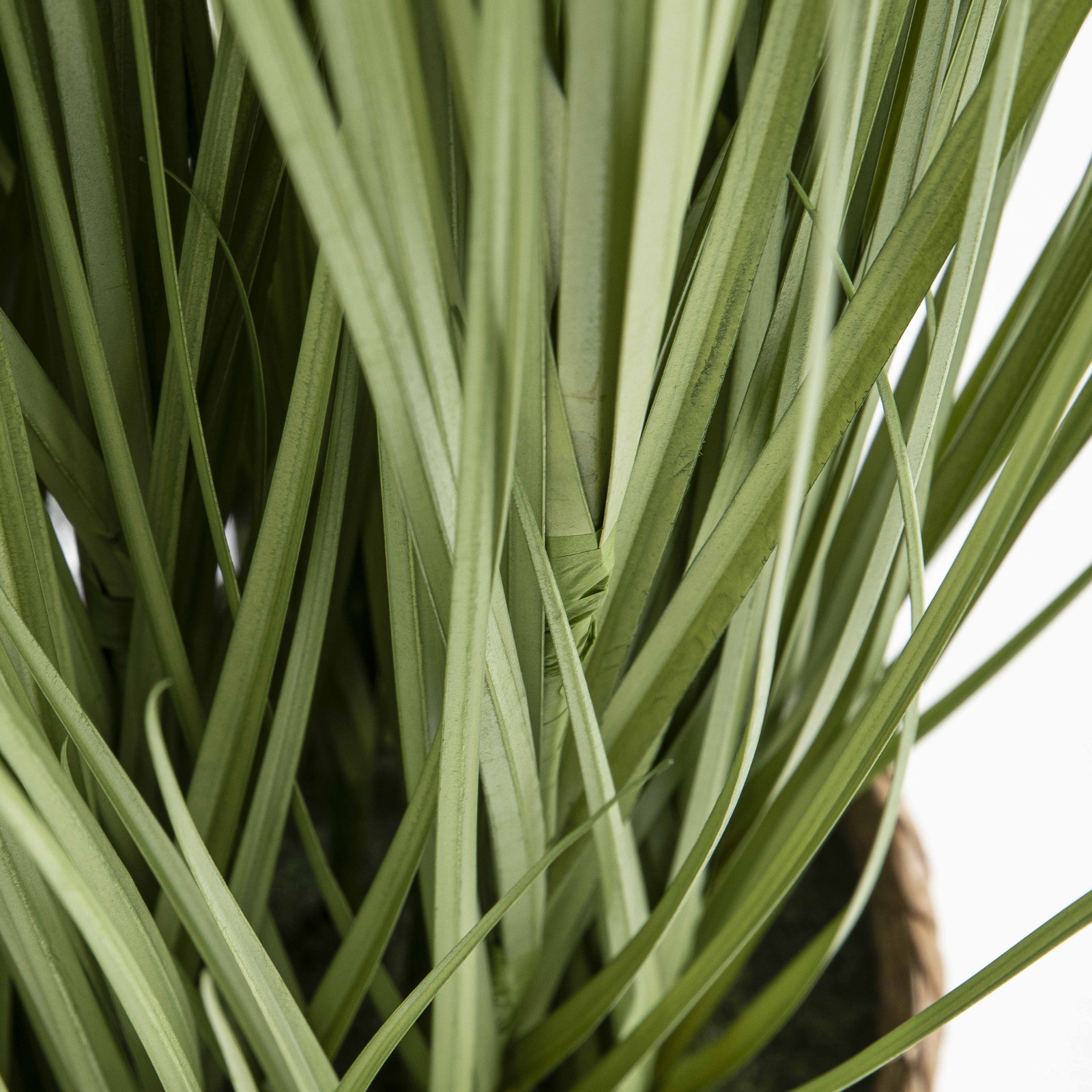 Focus plante artificielle herbe folle feuillage