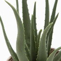 Focus plante artificielle aloe verra