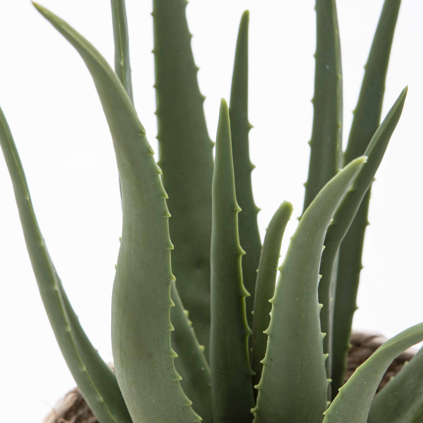 Focus plante artificielle aloe verra