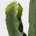 Focus plante artificielle cactus