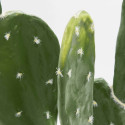 Focus plante artificielle cactus