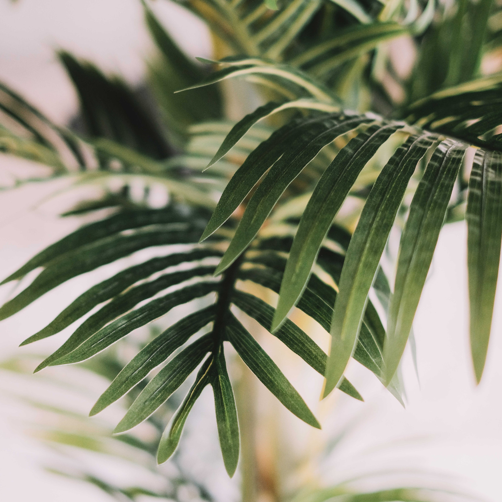 Focus palmier artificiel intérieur Oiko