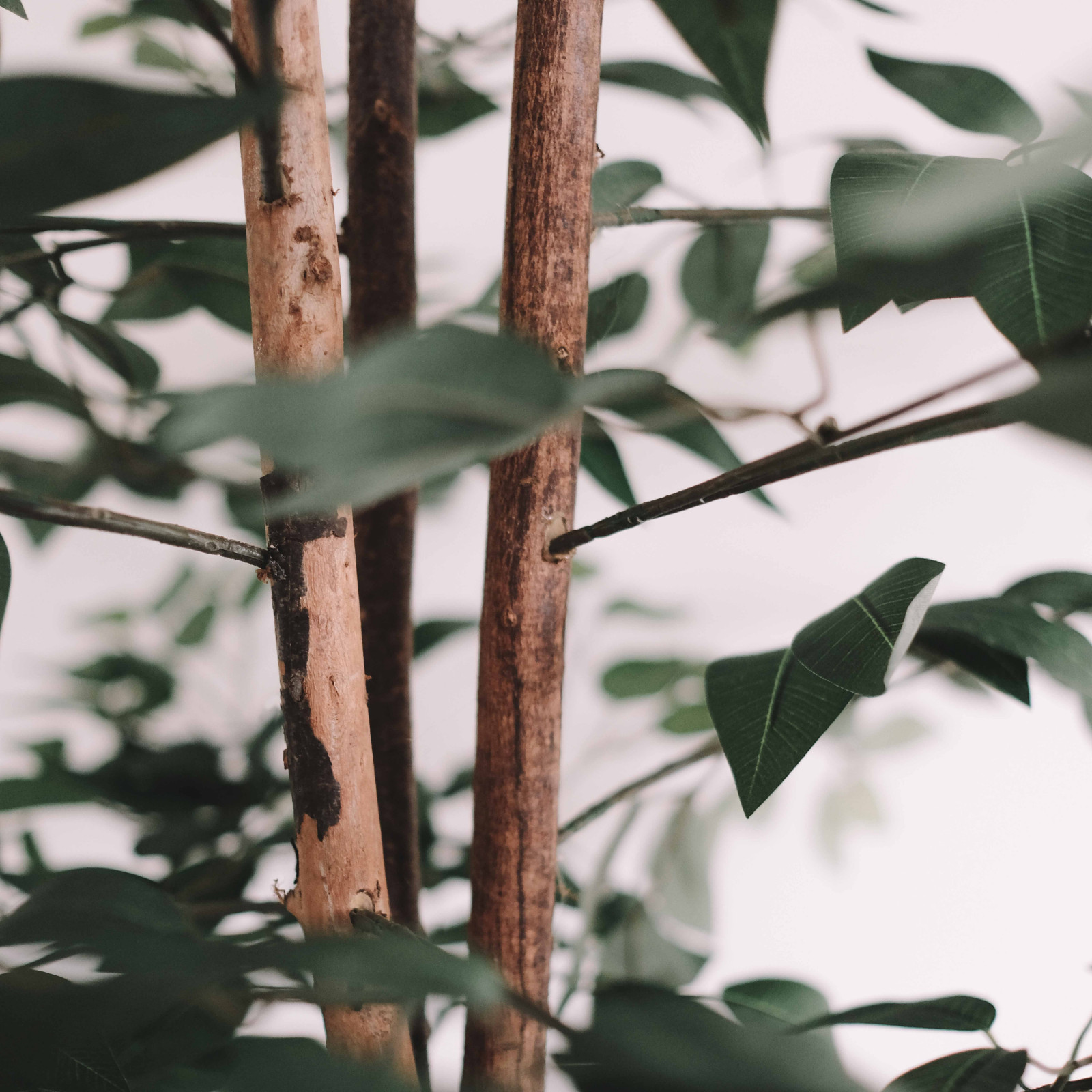 Ficus artificiel Oiko