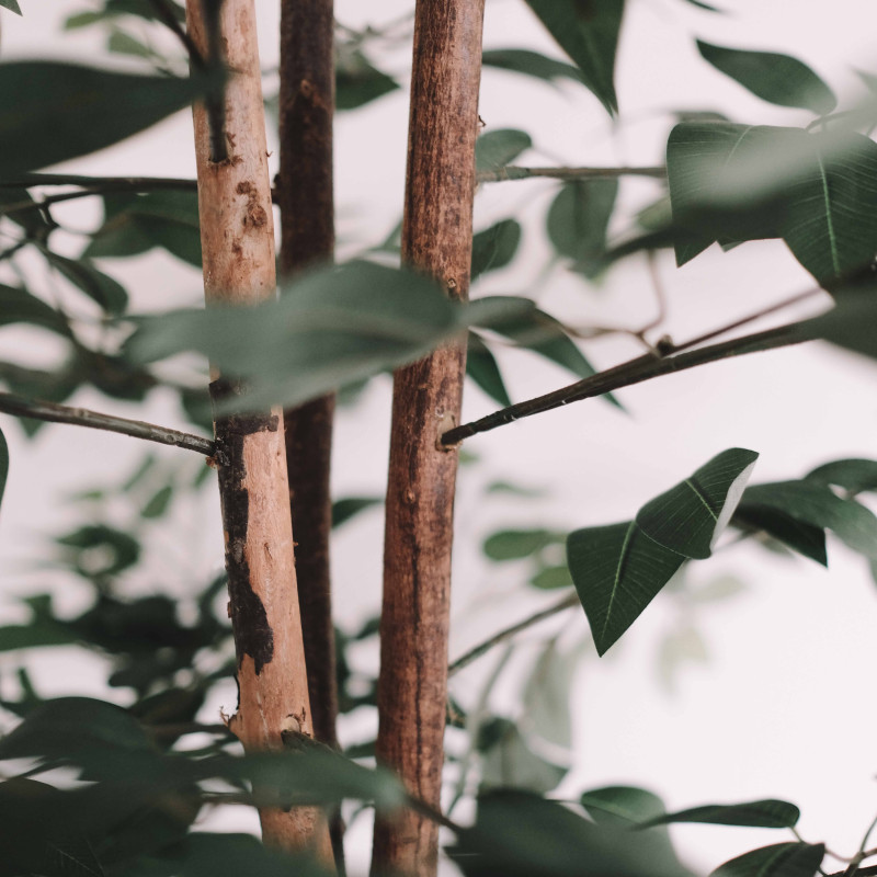 Ficus artificiel Oiko