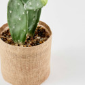 Cactus artificiel en pot hauteur 60 cm