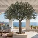 Olivier artificiel premium hauteur 360 cm - Ambiance
