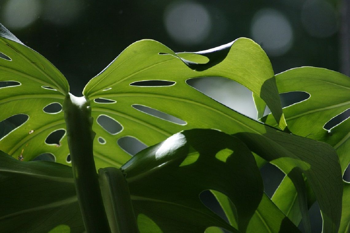 plante artificielle monstera