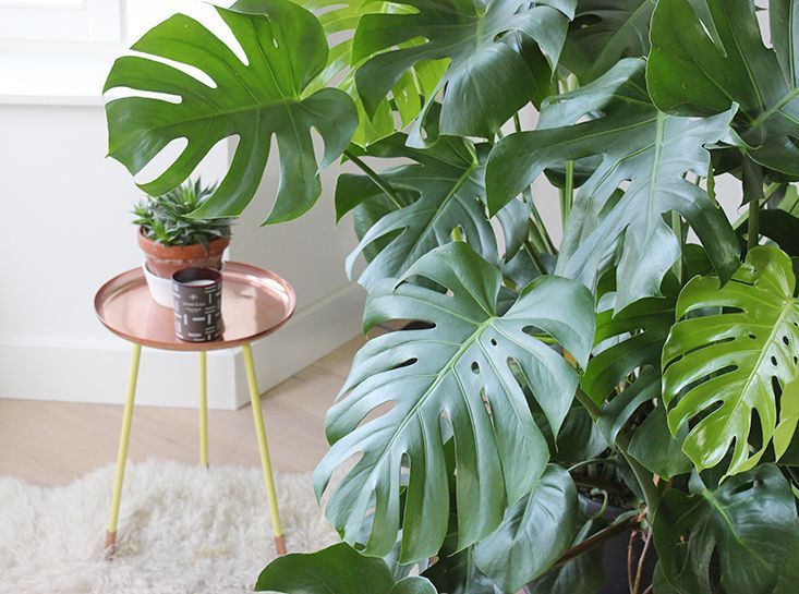 Plante artificielle Monstera avec pot, plantes artificielles pour  décoration d'intérieur, fausses plantes, plantes artificielles d'intérieur,  grandes plantes artificielles pour décoration de salon – : :  Cuisine et Maison