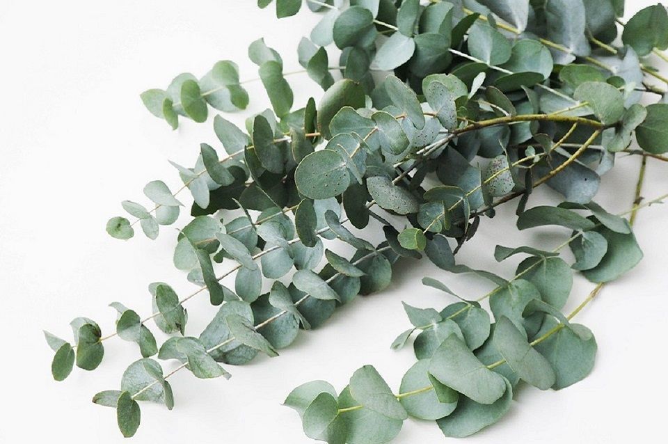 plante atrificielle Oviala