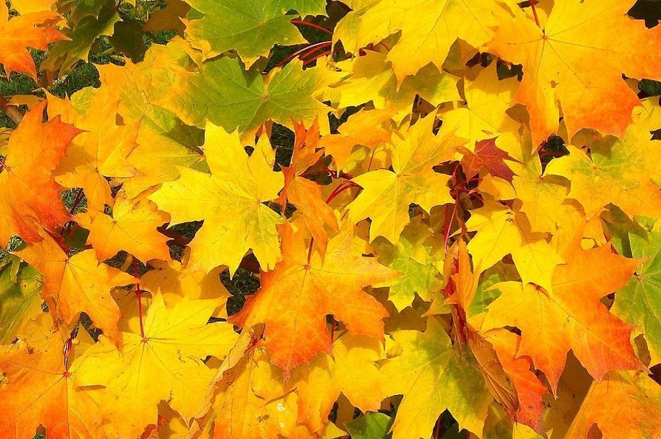 Sac à déchets de jardin VOSS.garden, sac à feuilles, sac à déchets