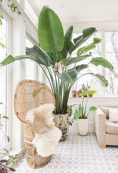 strelitzia artificiel